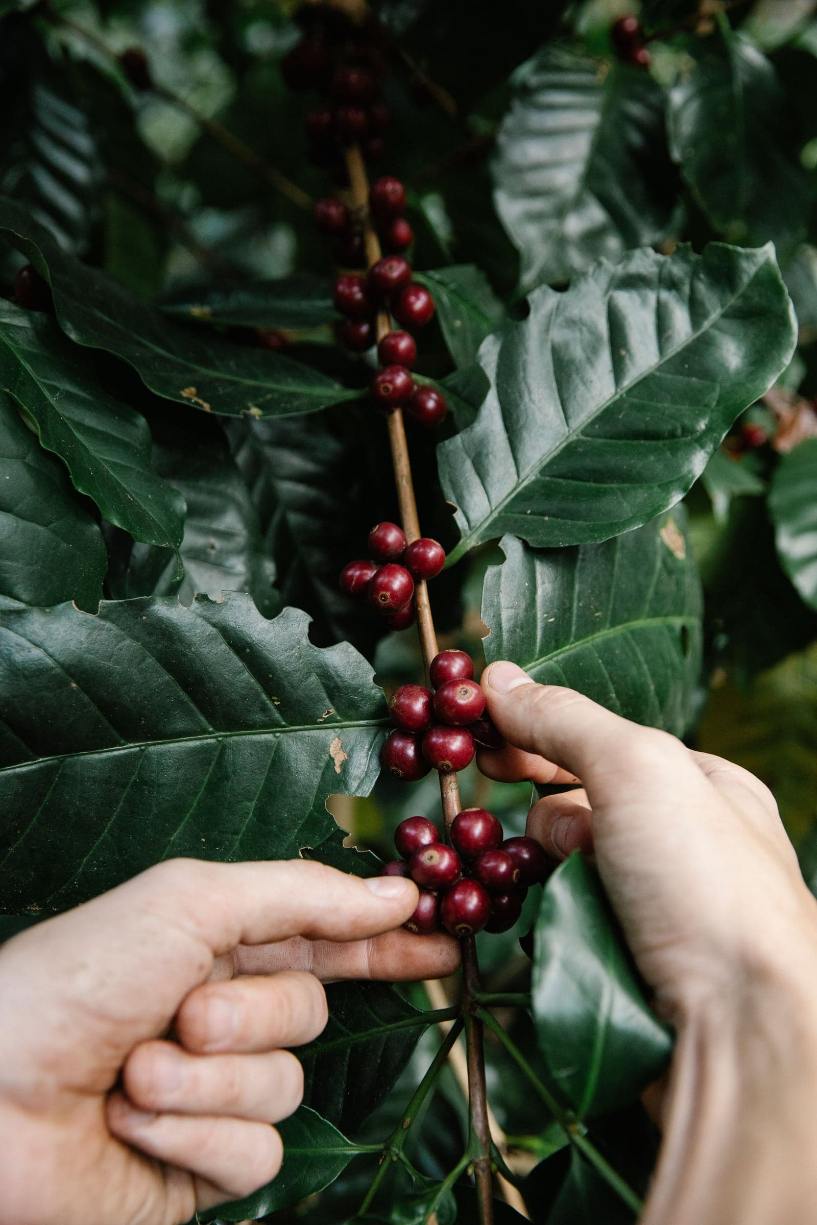 Hands reaching into a leafy coffee branch to select red cherries among green fruit.